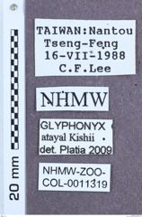 Etikett zu Glyphonyx atayal (Kishii, 1991)